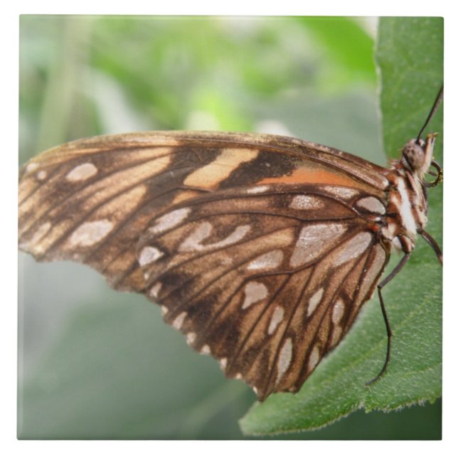 Söt Brown Butterfly Tile Kakelplatta (Framsidan)