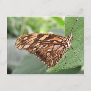 Söt Brown Butterfly-vykort Vykort