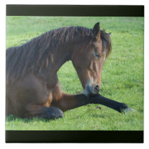 Söt Brown Horse Lutning i Grass