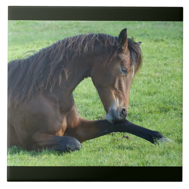 Söt Brown Horse Lutning i Grass Kakelplatta (Framsidan)
