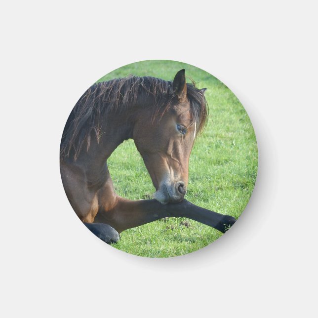 Söt Brown Horse Lutning i Grass Magnet (Framsidan)