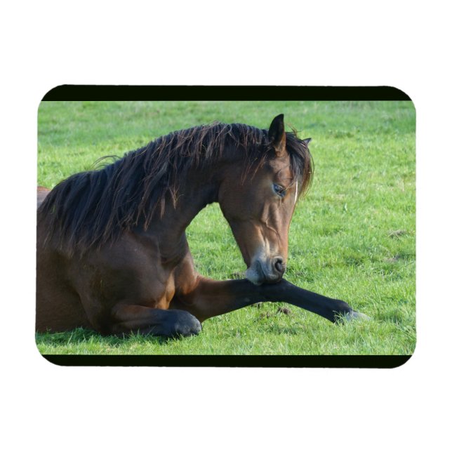 Söt Brown Horse Lutning i Grass Magnet (Horisontell)
