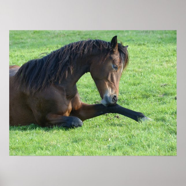 Söt Brown Horse Lutning i Grass Poster (Framsidan)