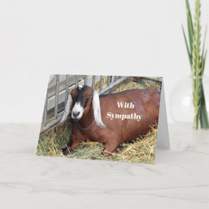 Söt Brown Nubian Goat Photo Sympathy Kort
