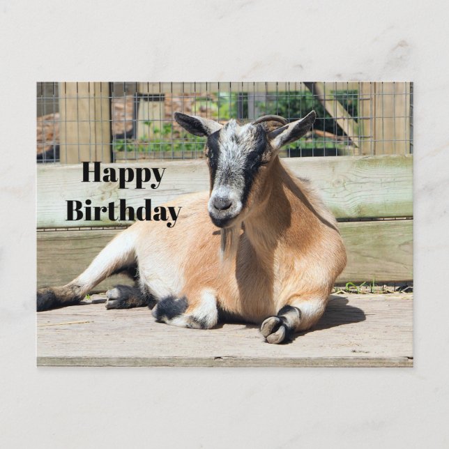 Söt Brun Get Bild Sovande Födelsedag Vykort (Framsida)