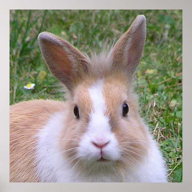 söt bunt poster (Framsidan)