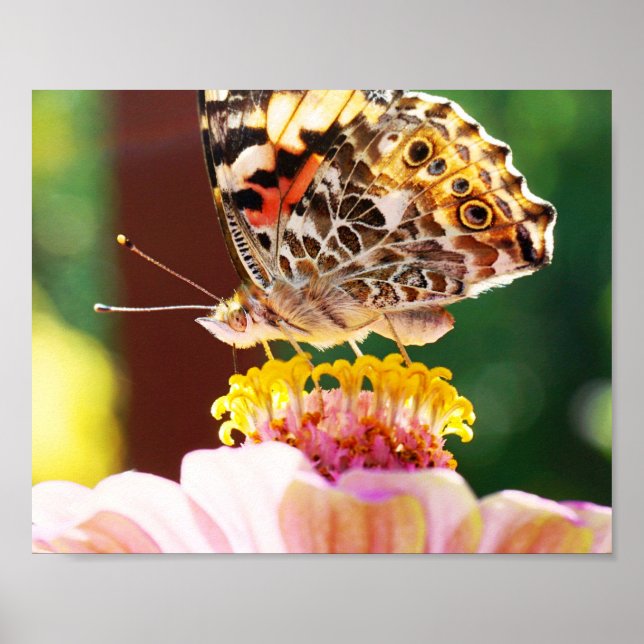 Söt Butterfly på Rosa Zinnia Natur Fotografi Poster (Framsidan)