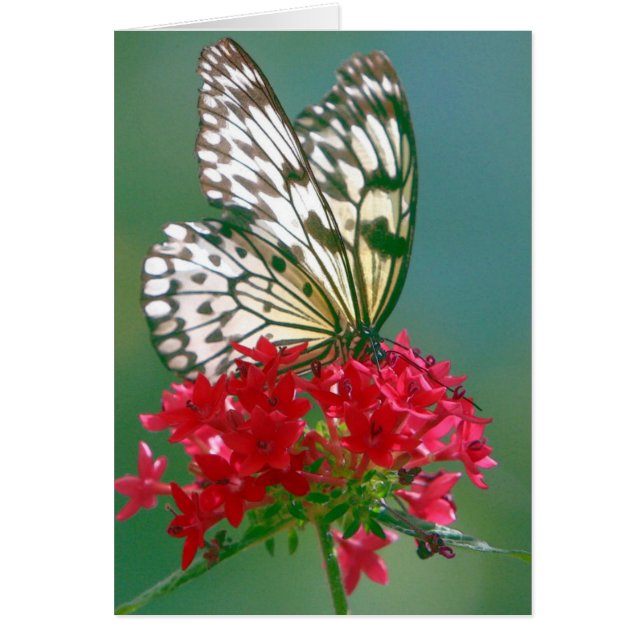 Söt Butterfly på Söt Flower Hälsningskort (Framsidan)