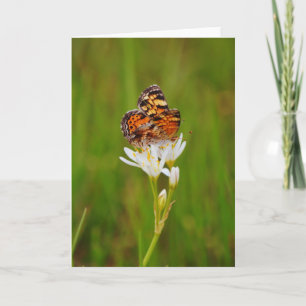 Söt Butterfly på vita Wildblommor Kort