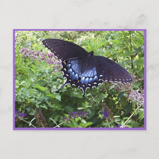 Söt Butterfly-vykort Vykort
