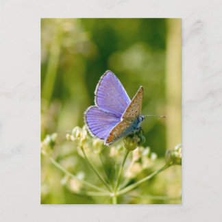 Söt Butterfly-vykort Vykort