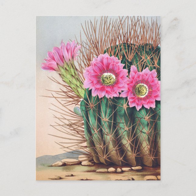 söt cactus vykort (Framsida)