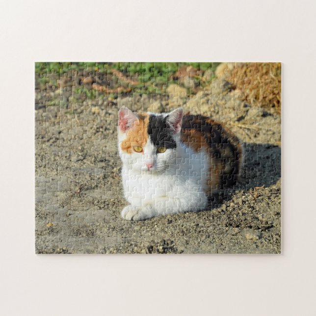 Söt Calico Cat Photo Pussel (Horisontell)