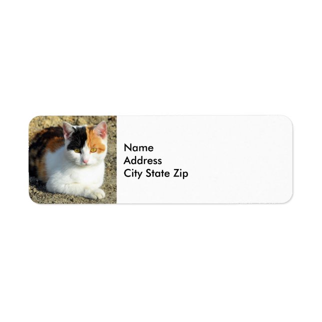 Söt Calico Cat Photo Returadress Etikett (Framsidan)