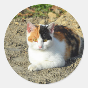Söt Calico Cat Photo Runt Klistermärke