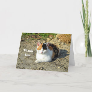 Söt Calico Cat Photo Tack Kort