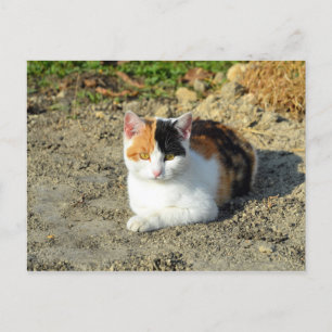 Söt Calico Cat Photo Vykort