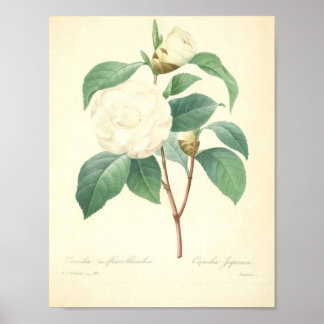 Söt Camellia av Redoute Poster