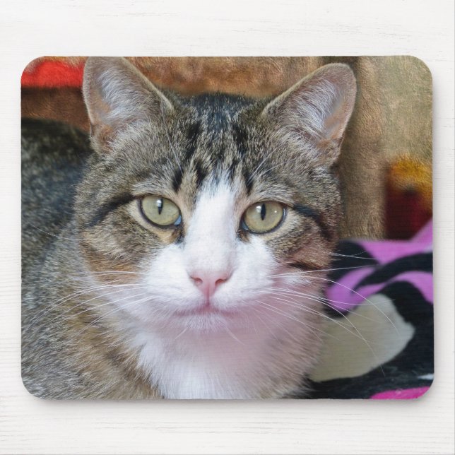 Söt Cat Musmatta (Framsidan)