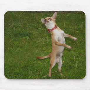 Söt Charlie Chihuahua Musmatta