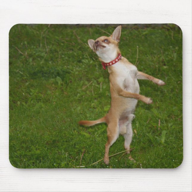 Söt Charlie Chihuahua Musmatta (Framsidan)