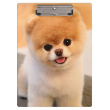 Söt Charming Pommern Unique