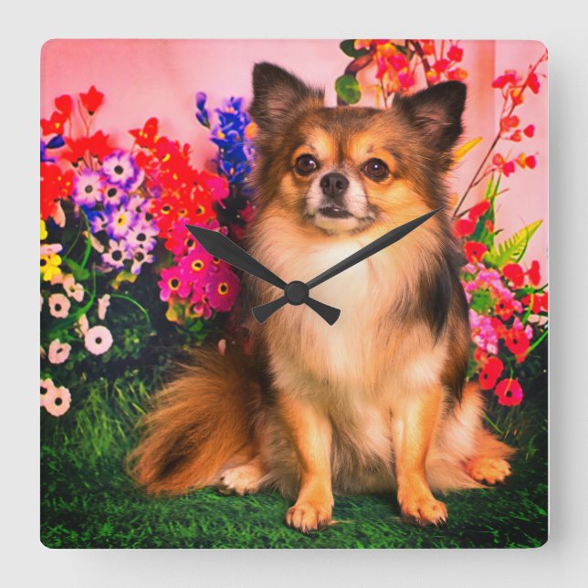 Söt Chihuahua bland vårblommor Fyrkantig Klocka (Framsida)