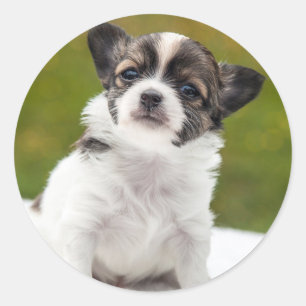 Söt chihuahua-fotografi runt klistermärke