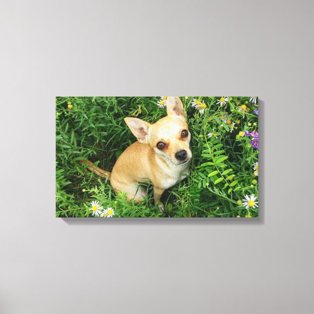 Söt Chihuahua i gräsäng Canvastryck (Framsida)