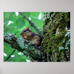 Söt Chipmunk i en Träd-Poster Poster