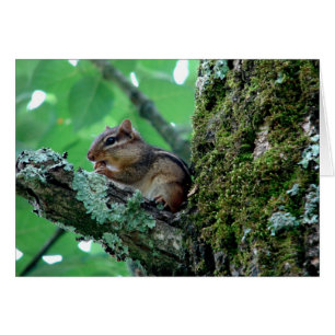 Söt Chipmunk i Träd-apparat och -gåvor Hälsningskort