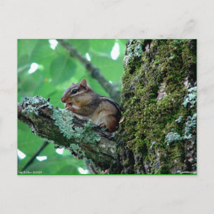 Söt Chipmunk i Träd-apparat och -gåvor Vykort