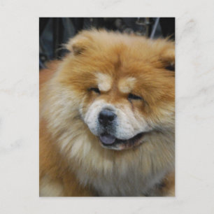 Söt Chow Chow vykort