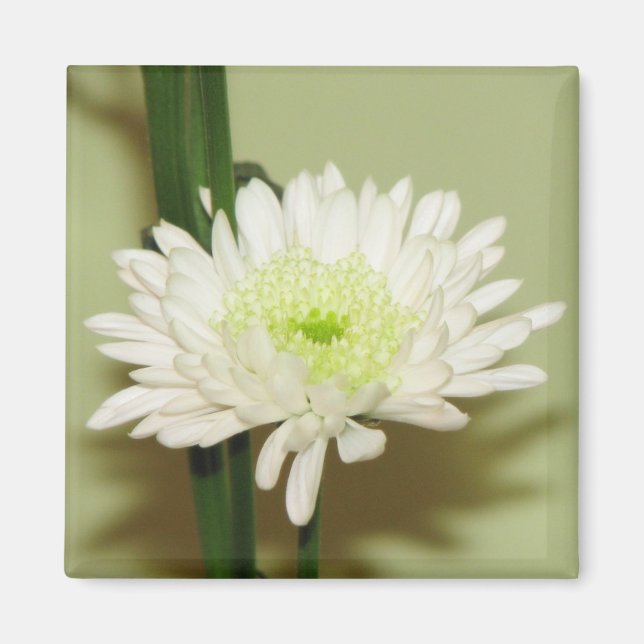 Söt Chrysanthemum Magnet (Framsidan)