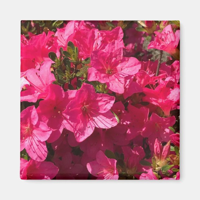 Söt Closeup of Rosa Azaleas Flowers, Magnet (Framsidan)