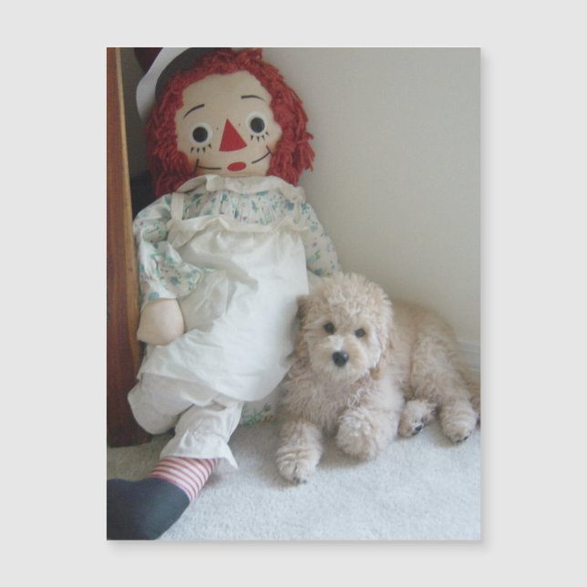 Söt Cockapoo-valp och lappdocka foto (Framsida)