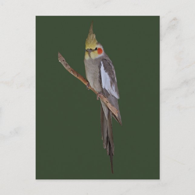 Söt Cockatiel vykort (Framsida)