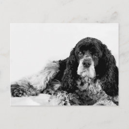 Söt Cocker Spaniel Vykort