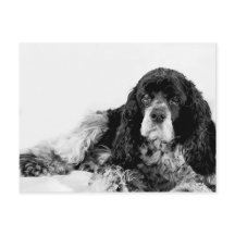 Söt Cocker Spaniel