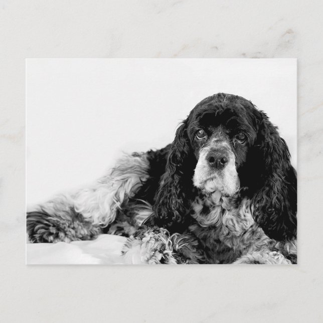 Söt Cocker Spaniel Vykort (Framsida)