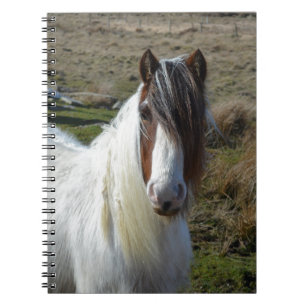 Söt Connemera Pony Anteckningsbok Med Spiral