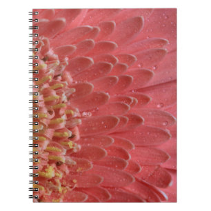 Söt Coral Rosa Gerbera Daisy Anteckningsbok Med Spiral