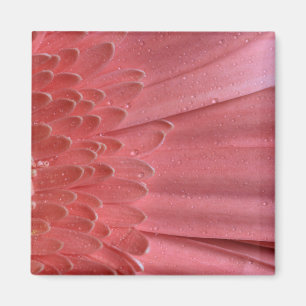 Söt Coral Rosa Gerbera Daisy Magnet