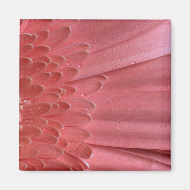 Söt Coral Rosa Gerbera Daisy Magnet (Framsidan)