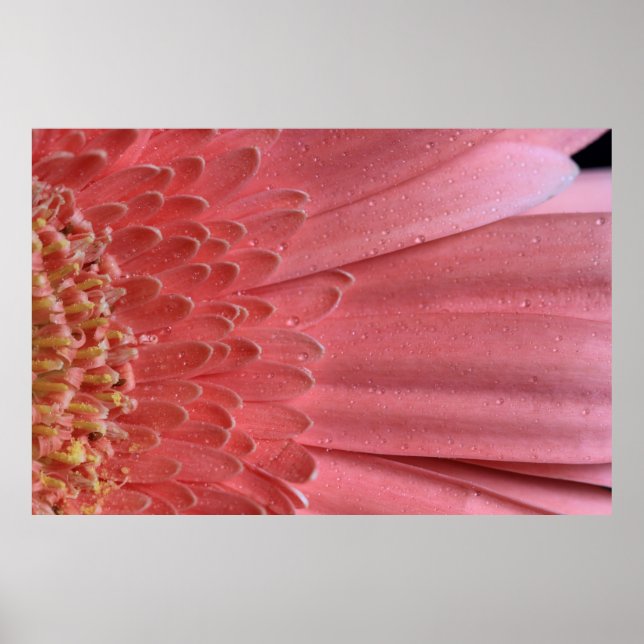 Söt Coral Rosa Gerbera Daisy Poster (Framsidan)