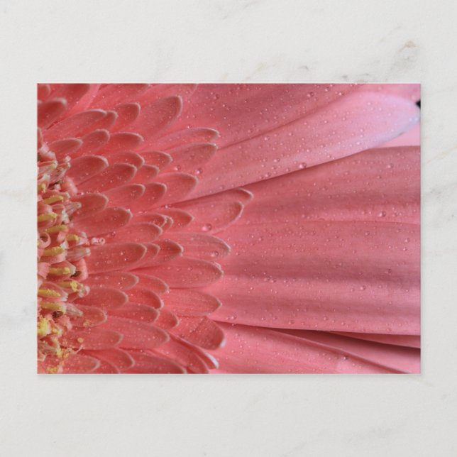 Söt Coral Rosa Gerbera Daisy Vykort (Framsida)