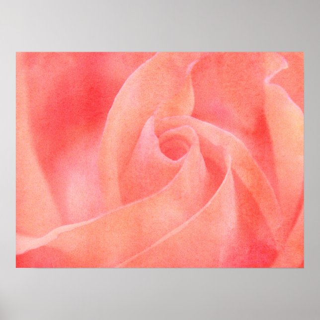 Söt Coral Rosa ros Blommigt Art Photography Poster (Framsidan)