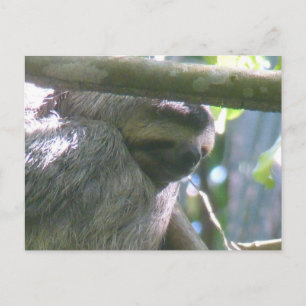 Söt Costa Rica Sengi närbild DIY vykort