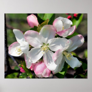 Söt Crabapple Vår Flower Blommars Close Up Poster