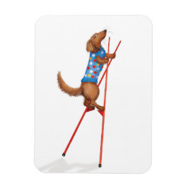 Söt dachshund som går på styltor magnet